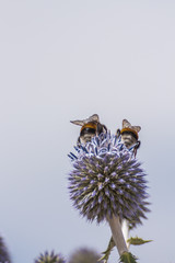 Hummel bei der Nektar ernte