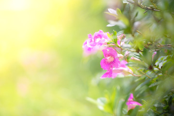 Pink blooming flowers in the garden with yellow background