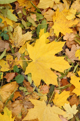Texture of autumn leaves