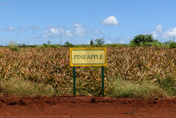 Pineapples growing on a tropical plantation in Hawaii