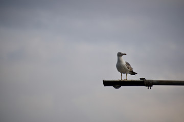 seagull in flight
