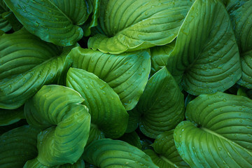green leaf texture after rain
