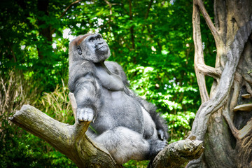 Gorilla