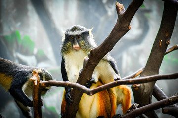 Monkey view
