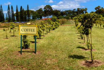 Obraz premium Coffee plants growing on a tropical plantation. A sign clearly indicating the plant as coffee