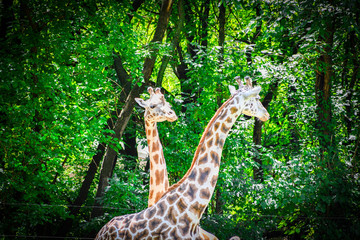 giraffe in zoo