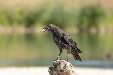 Krähe