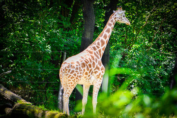 giraffe in zoo © Aishu Studio