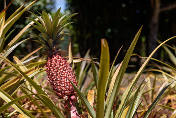 Pineapples growing in Hawaii