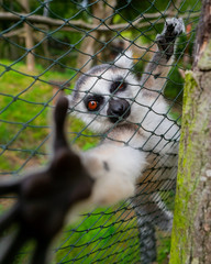 Young lemur