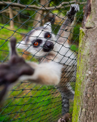 Young lemur © Ondrej Hajek
