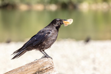 Krähe