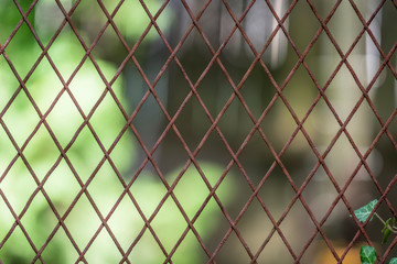 Fototapeta premium Flowers and bees