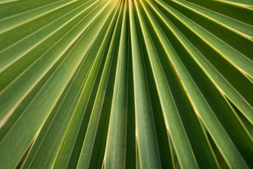 Obraz premium Large green leaf background with straight strips