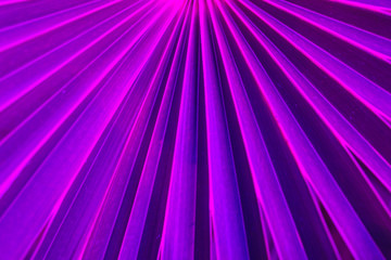 Lines and textures of green large leaf