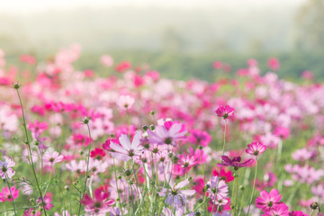 Soft, selective focus of Cosmos, blurry flower for background, colorful plants
