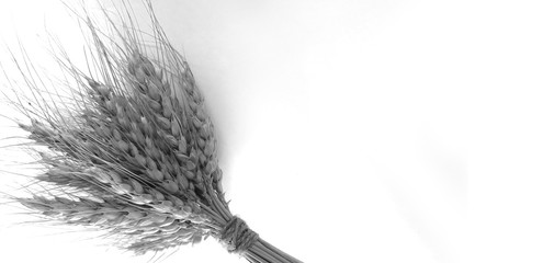 Ears of wheat tied in a bunch on white and black color background. Photo for agricultural fairs, summer and autumn holidays. Background for baking shops and bread. Photo print for servin mats.