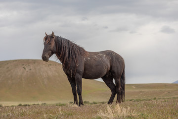 Fototapeta na wymiar Beautiful Wild Horse in the Utah desert