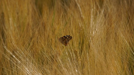 Schmetterling im Kornfeld