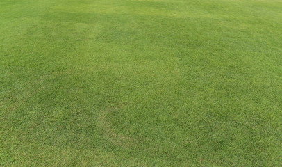 Field of fresh green grass texture. Background