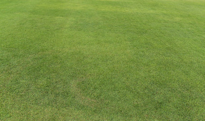 Field of fresh green grass texture. Background