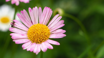 Obraz premium a cute wild little flower with an ant