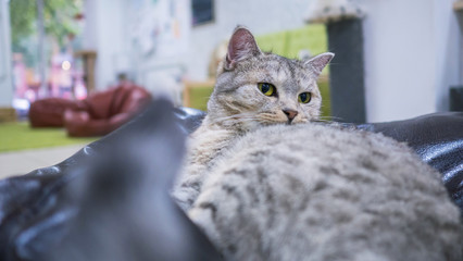 Portrait of grey lazy cat resting and looking around at modern cat cafe