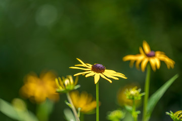 Flowers and bees