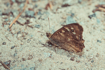 Pararge aegeria - Speckled wood butterfly