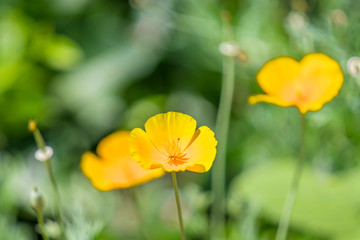 Obraz premium Flowers and bees