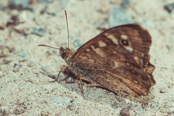 Pararge Aegeria - Speckled wood butterfly - Apuseni mountains