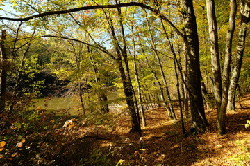 Naklejka premium Der Steigerwald bei Ebrach im Naturpark Steigerwald, Landkreis Bamberg, Unterfranken, Franken, Deutschland