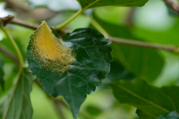 Insect nests of spider yellow color that are built on the leaves of mulberry trees.