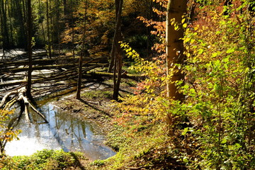 Der Steigerwald bei Ebrach im Naturpark Steigerwald, Landkreis Bamberg, Unterfranken, Franken,  Deutschland