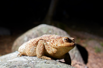 Common toad in flashlight light in forest in Southern Finland on mid-August summer night