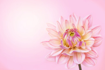 Summer blossoming delicate lily dahlia blooming flowers festive background, pastel and soft bouquet floral card, toned