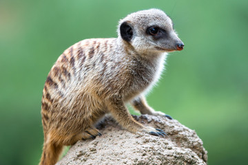 Fototapeta premium Meerkat (Suricata suricatta, Erdmännchen) 