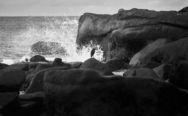 small bird stand on rock in sea with wave splashing by black and white filter