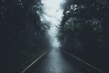The road into the forest in the rainy season