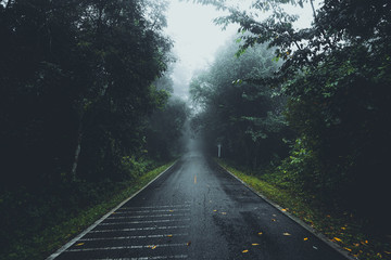 The road into the forest in the rainy season