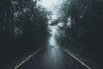 The road into the forest in the rainy season