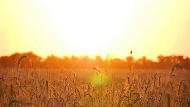 Beautiful golden landscape in a wheat field. The sun's rays pass through the stems of Mature wheat. Agriculture. The concept of export and import of grain crops.