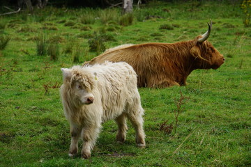 Highland cow - white calf