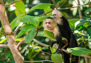 Capuchin monkey mother with baby