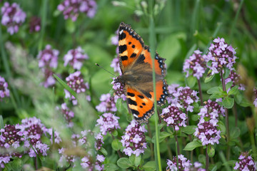 butterfly on flower