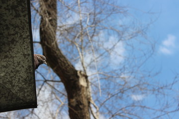 Dove, tree and sky