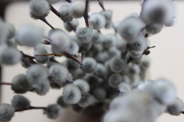 Lovely branches of willow on the celebration picture
