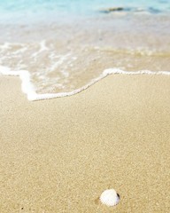 Shell in sand