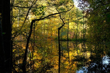 Der Steigerwald bei Ebrach im Naturpark Steigerwald, Landkreis Bamberg, Unterfranken, Franken,  Deutschland