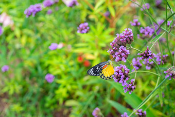 Butterfly on verbena flower in the garden